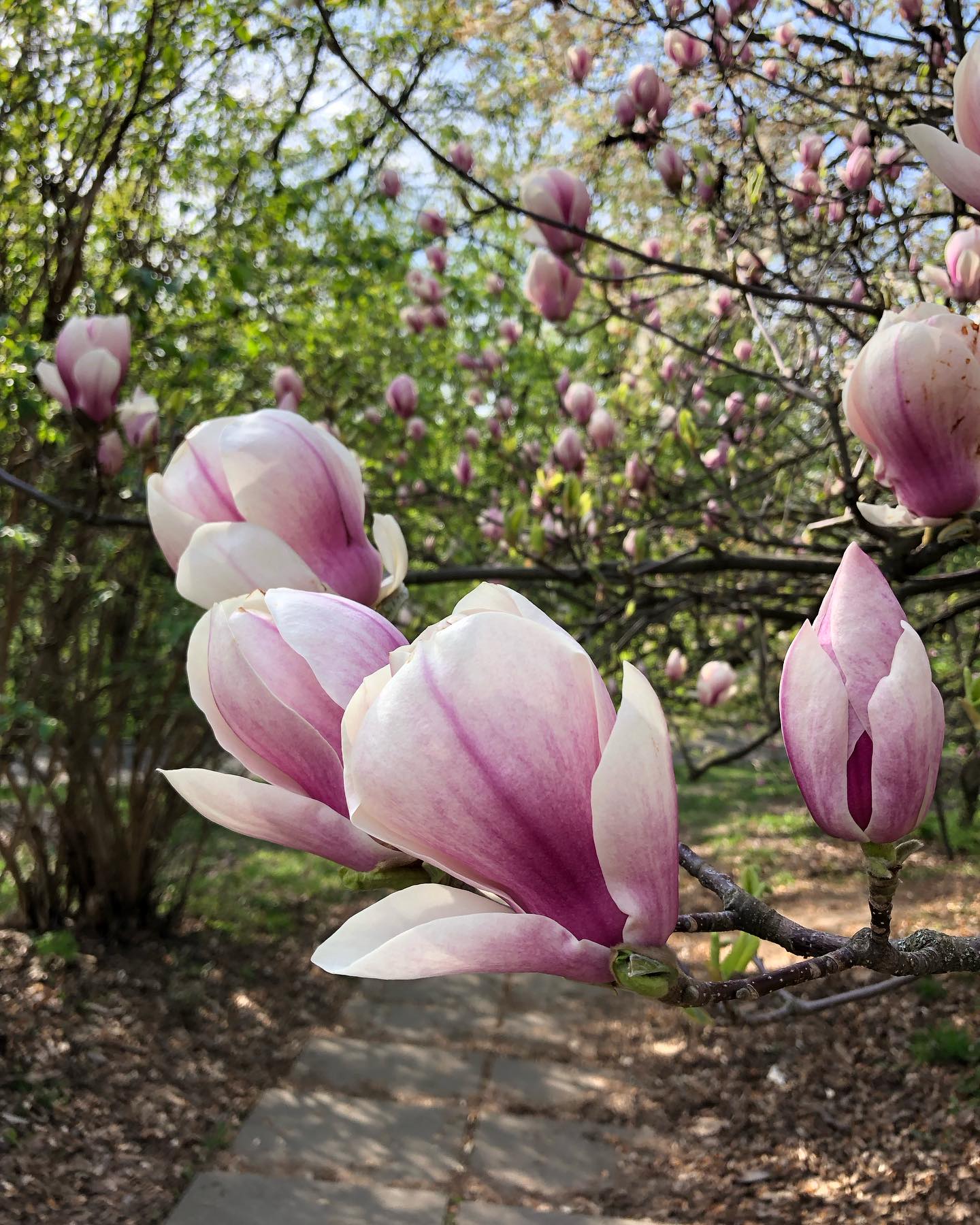 У ботсаду Гришка розквітли сакури та магнолії