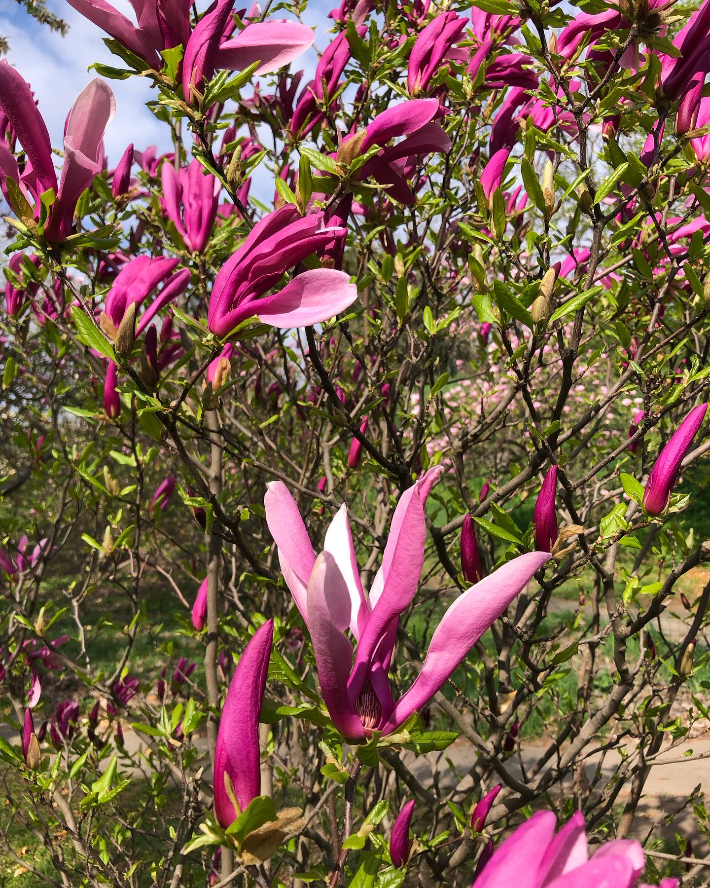 У ботсаду Гришка розквітли сакури та магнолії