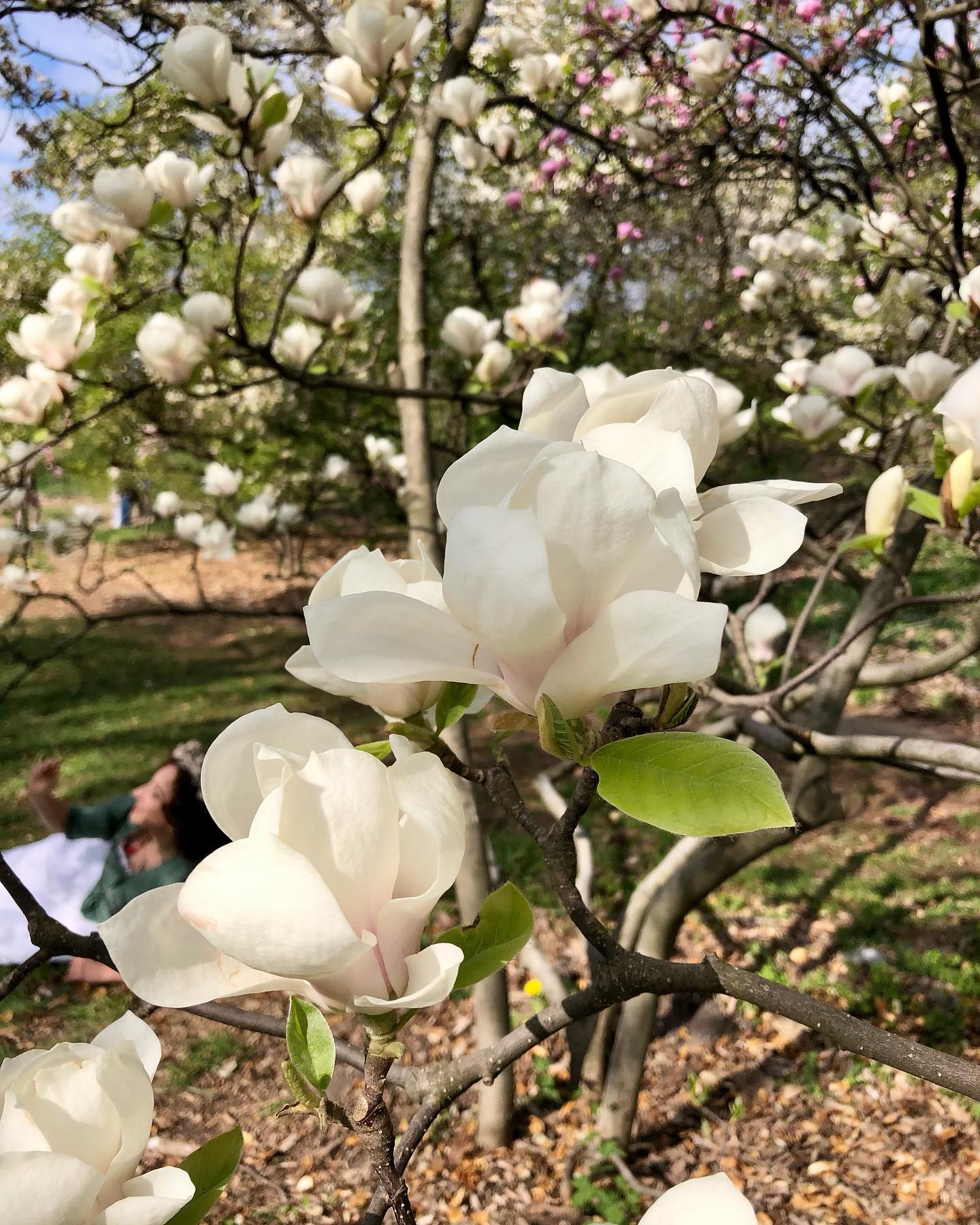 У ботсаду Гришка розквітли сакури та магнолії