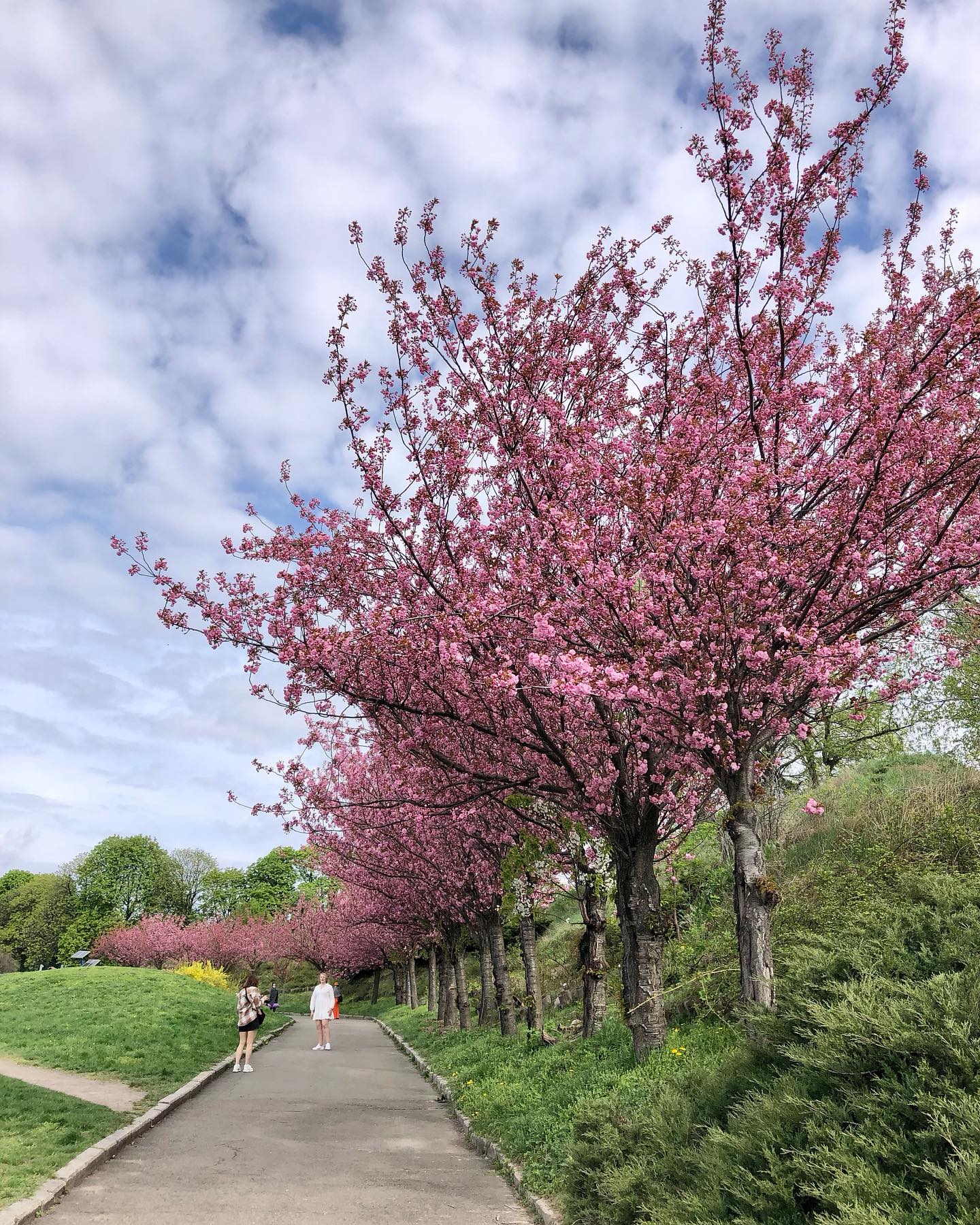 У ботсаду Гришка розквітли сакури та магнолії