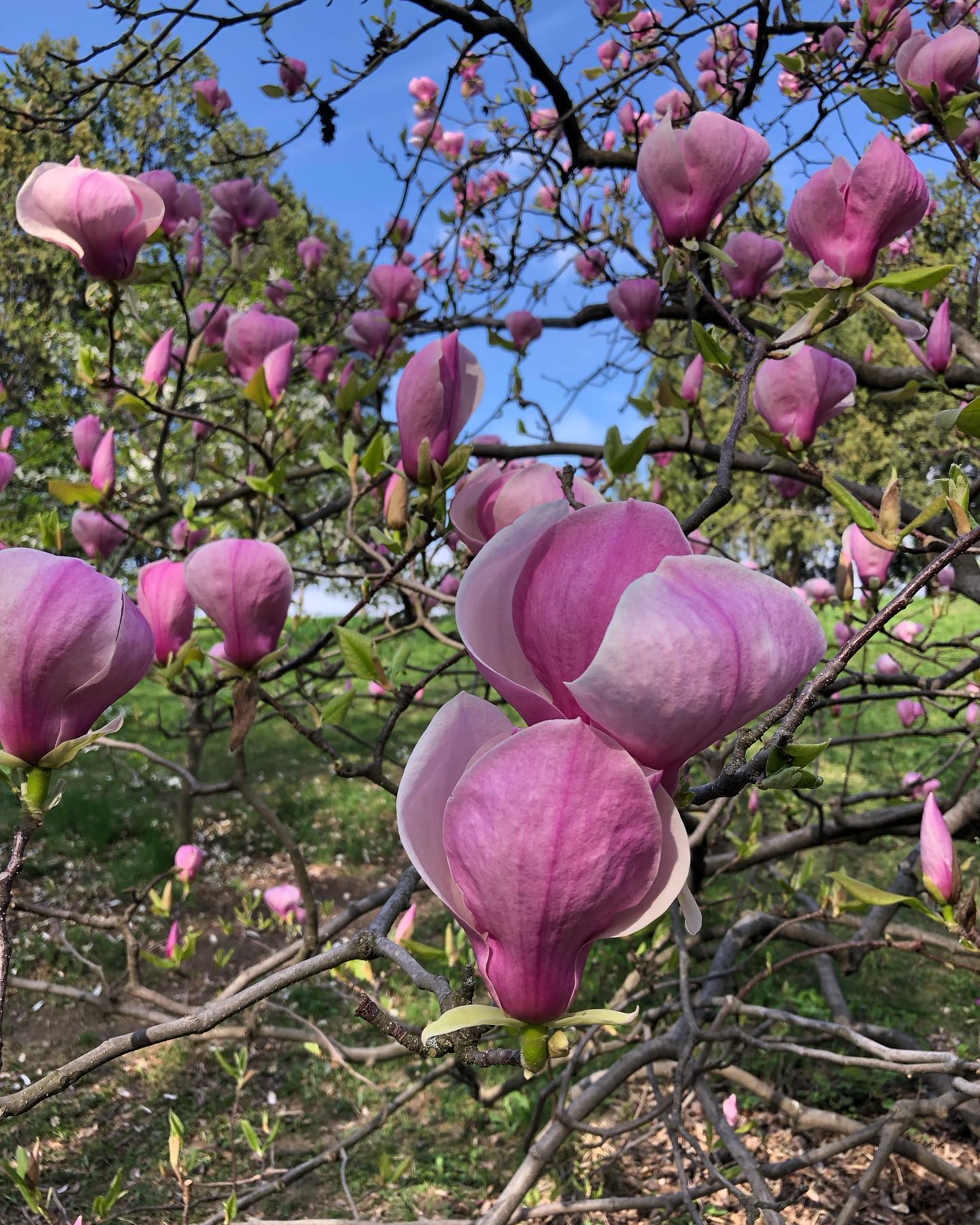 У ботсаду Гришка розквітли сакури та магнолії
