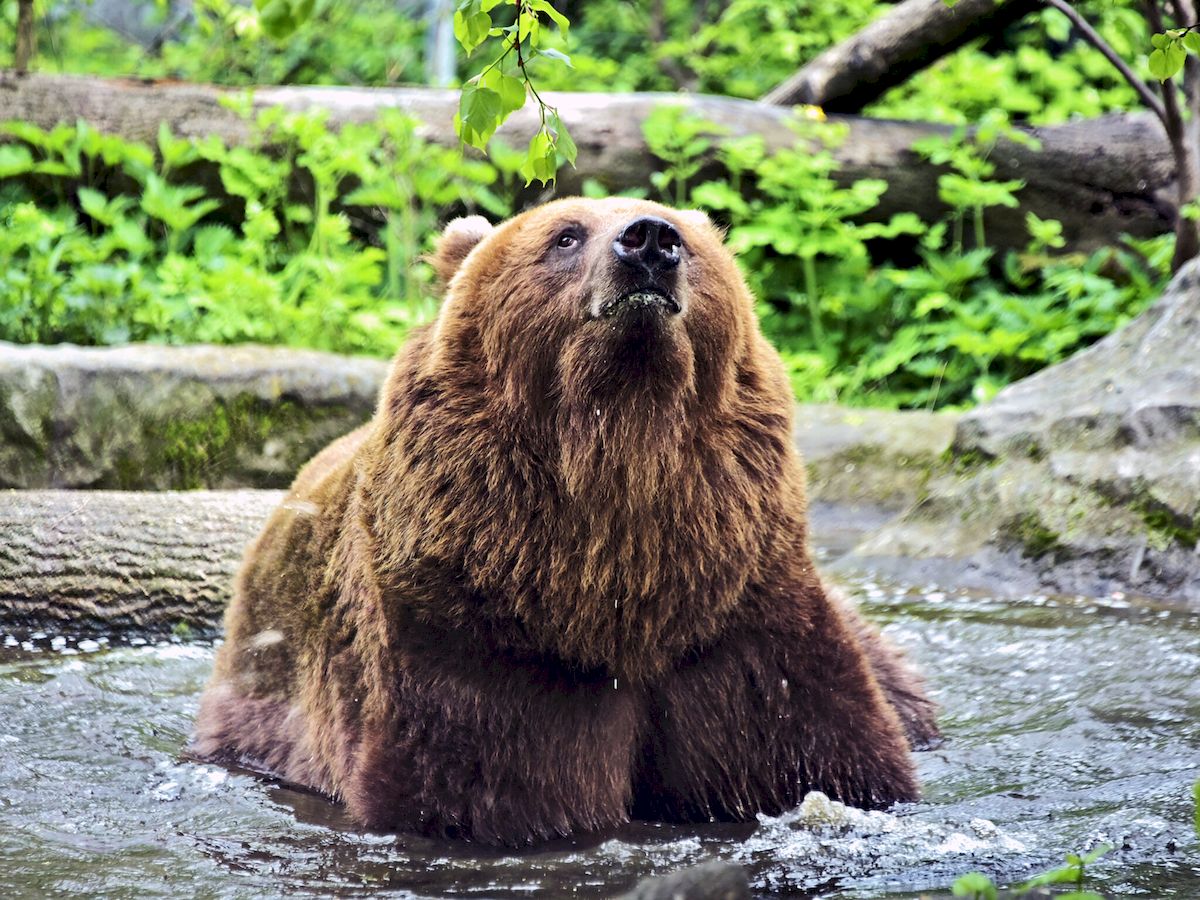 У Київському зоопарку оновили ведмежі угіддя
