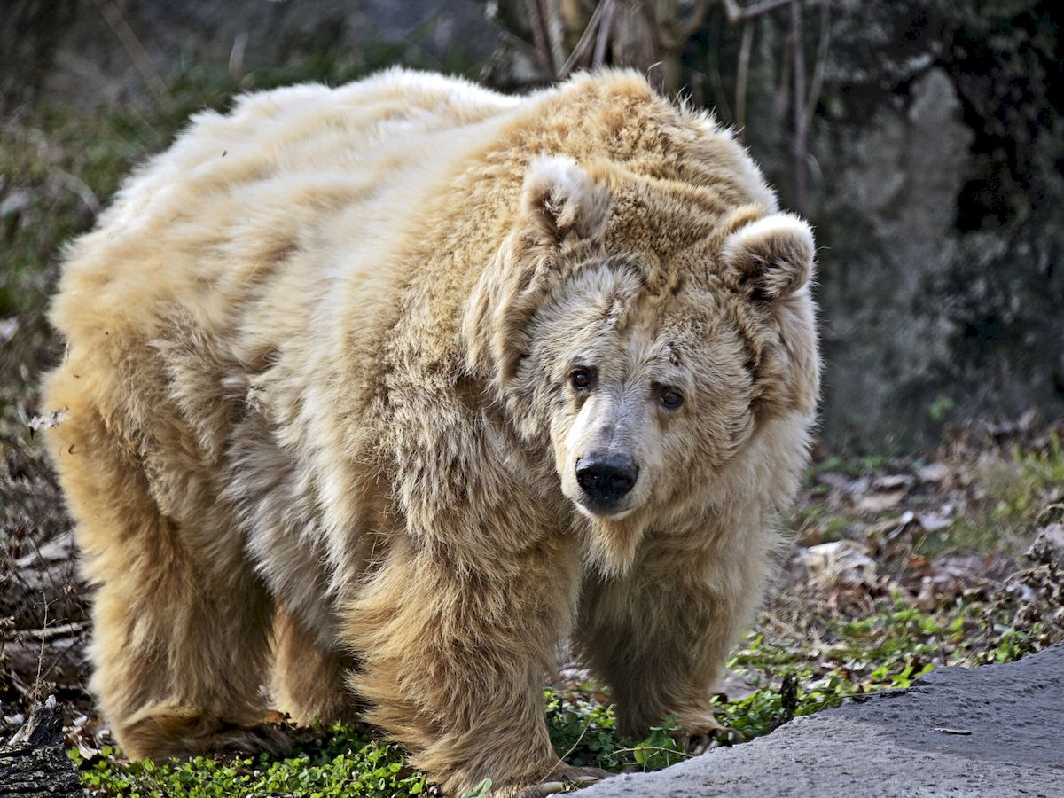 У Київському зоопарку оновили ведмежі угіддя