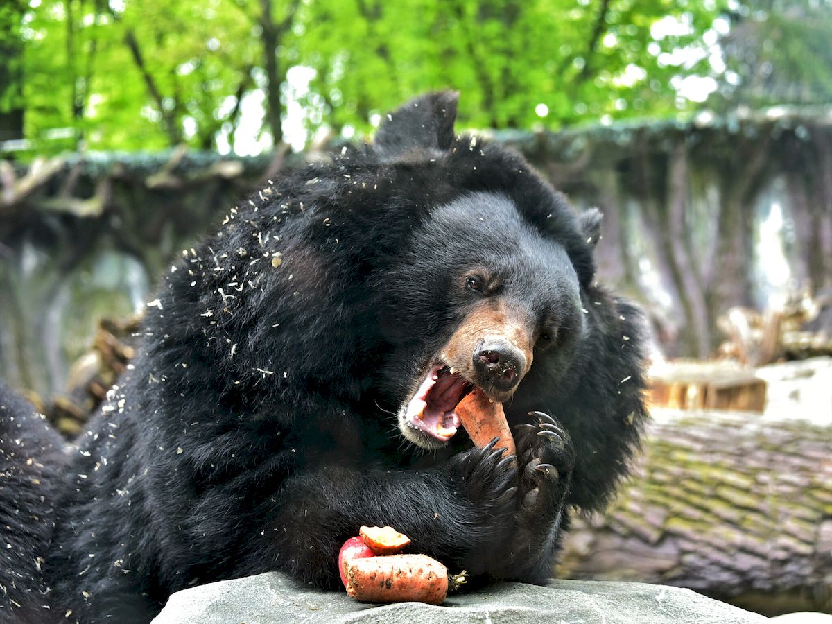 У Київському зоопарку оновили ведмежі угіддя