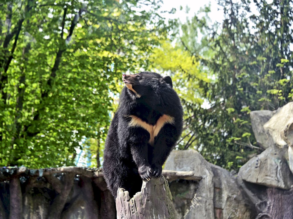 У Київському зоопарку оновили ведмежі угіддя