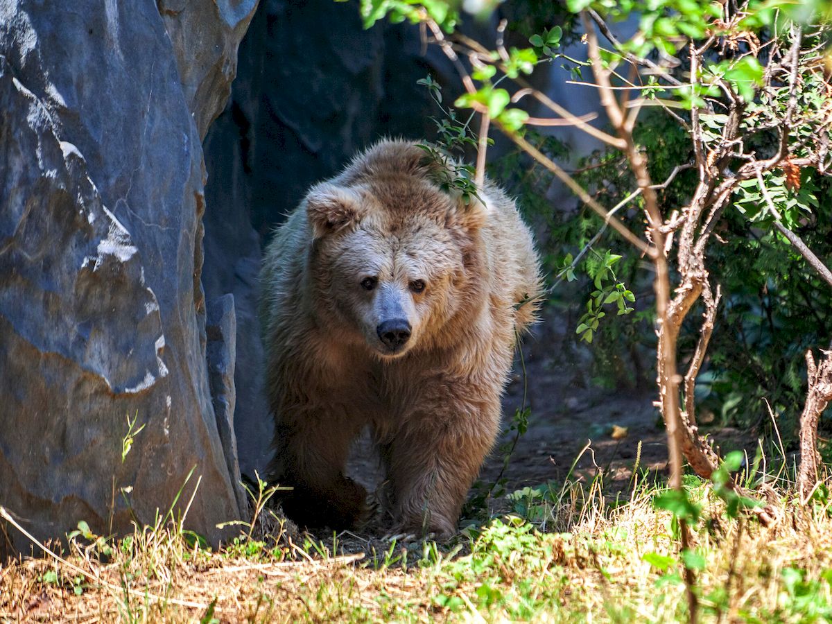 У Київському зоопарку оновили ведмежі угіддя