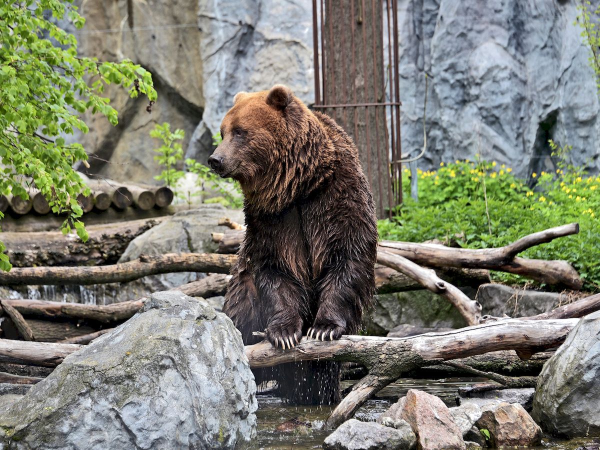 У Київському зоопарку оновили ведмежі угіддя