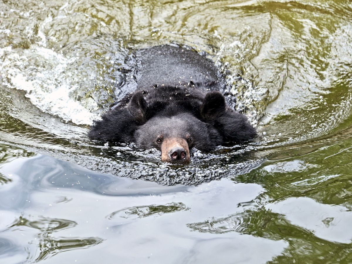 У Київському зоопарку оновили ведмежі угіддя