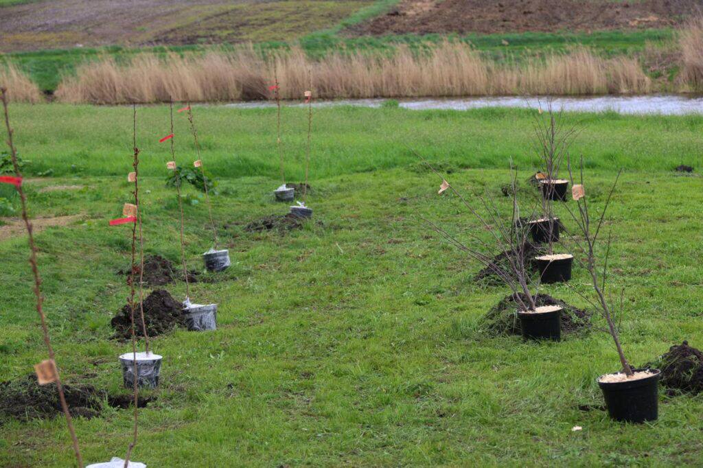 У музеї-садибі на Київщині висадили півсотні екзотичних дерев