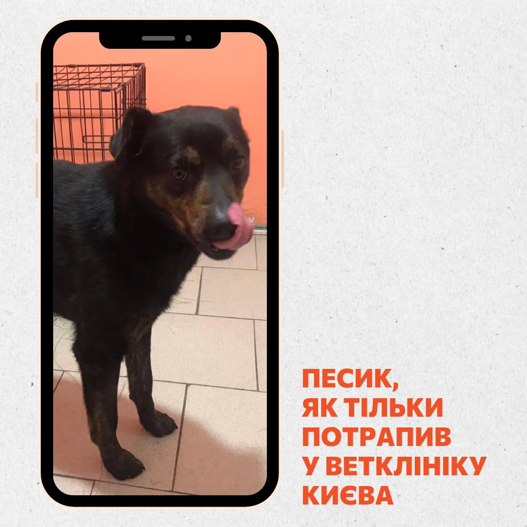 Зоозахисники знайшли новий дім псу Хатіко з Переяслава