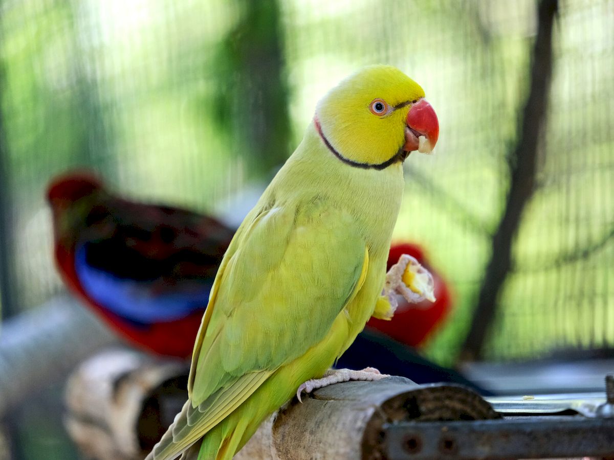 У Київському зоопарку врятованих папуг переселили у новий авіарій