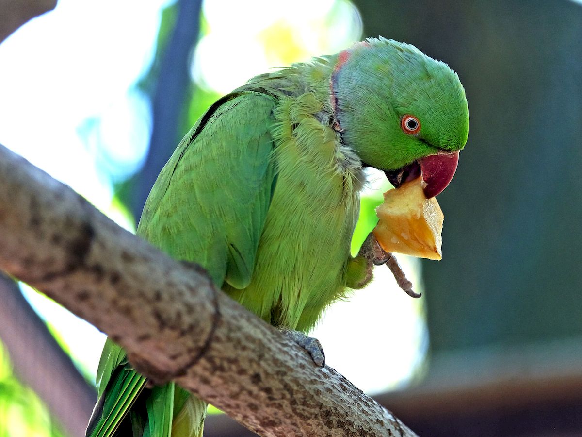 У Київському зоопарку врятованих папуг переселили у новий авіарій