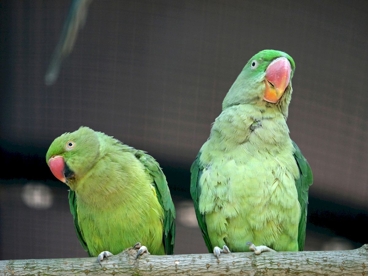 У Київському зоопарку врятованих папуг переселили у новий авіарій