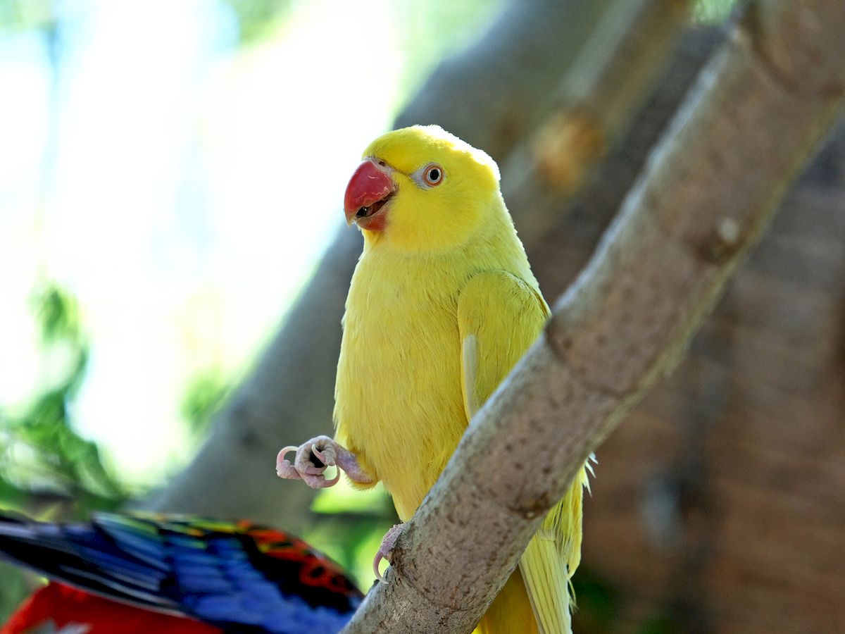 У Київському зоопарку врятованих папуг переселили у новий авіарій