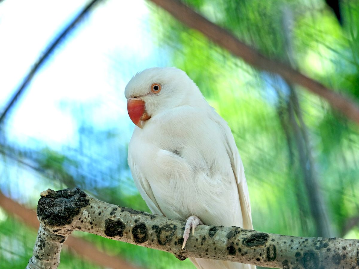 У Київському зоопарку врятованих папуг переселили у новий авіарій