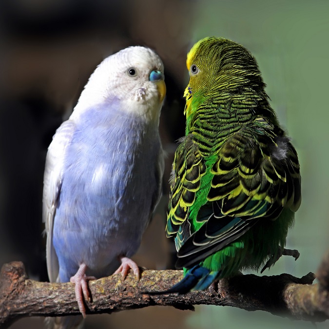 Фото: zoo.kyiv.ua