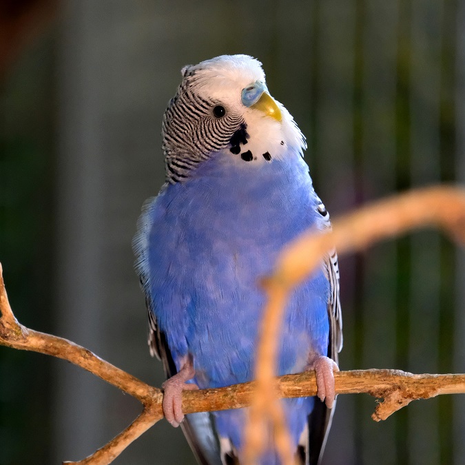 Фото: zoo.kyiv.ua