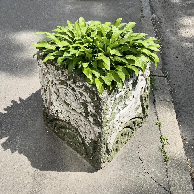 клумба в Києві