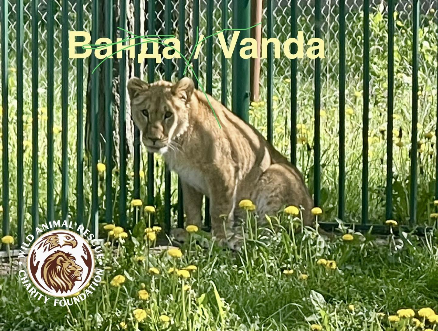 тигри і леви в Києві