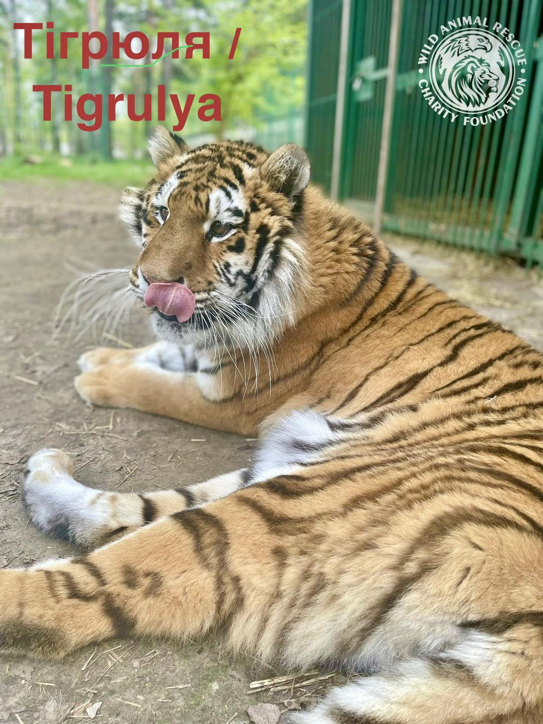 тигри і леви в Києві