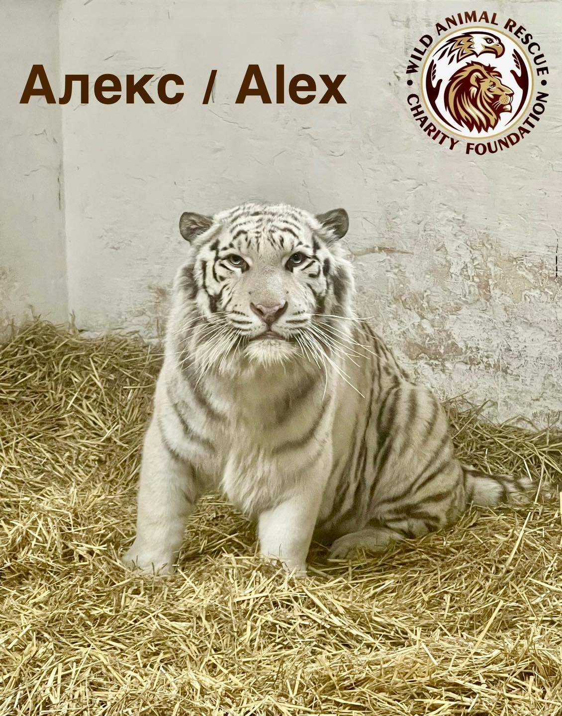 тигри і леви в Києві