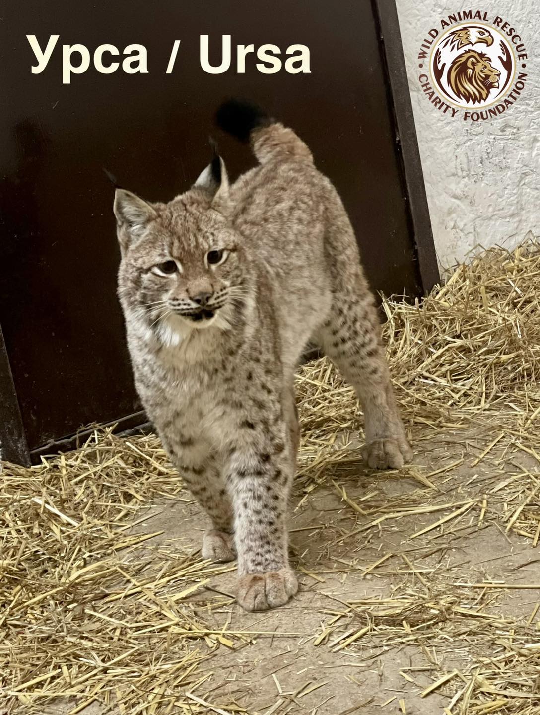 тигри і леви в Києві