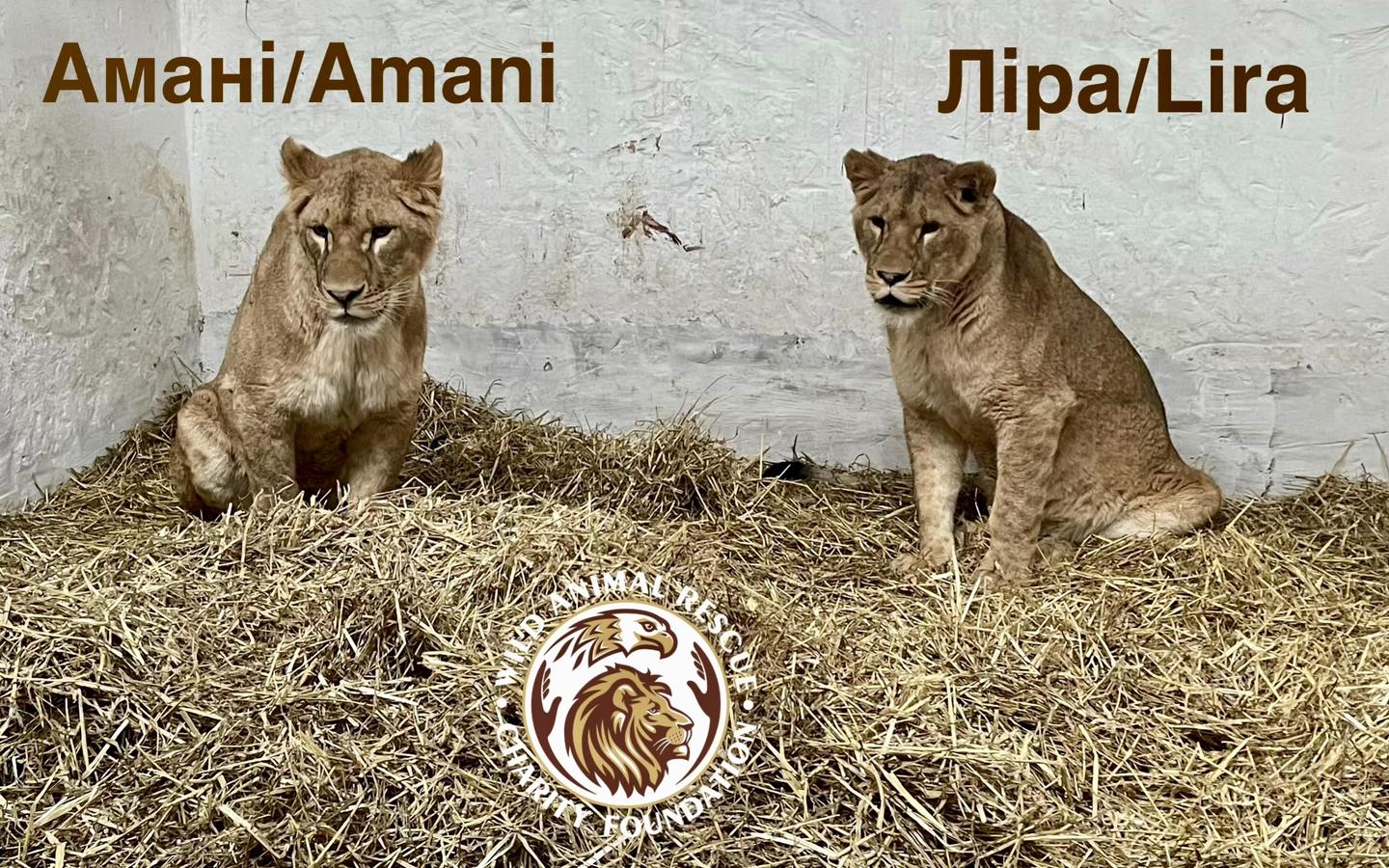 тигри і леви в Києві