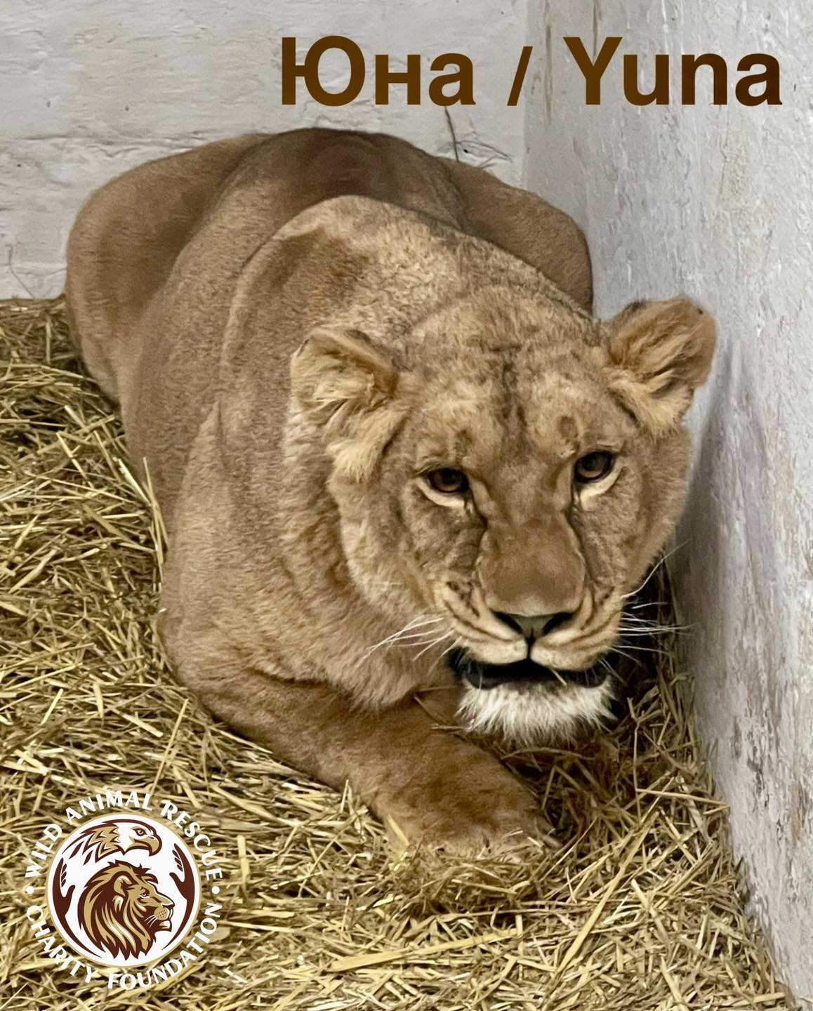 тигри і леви в Києві