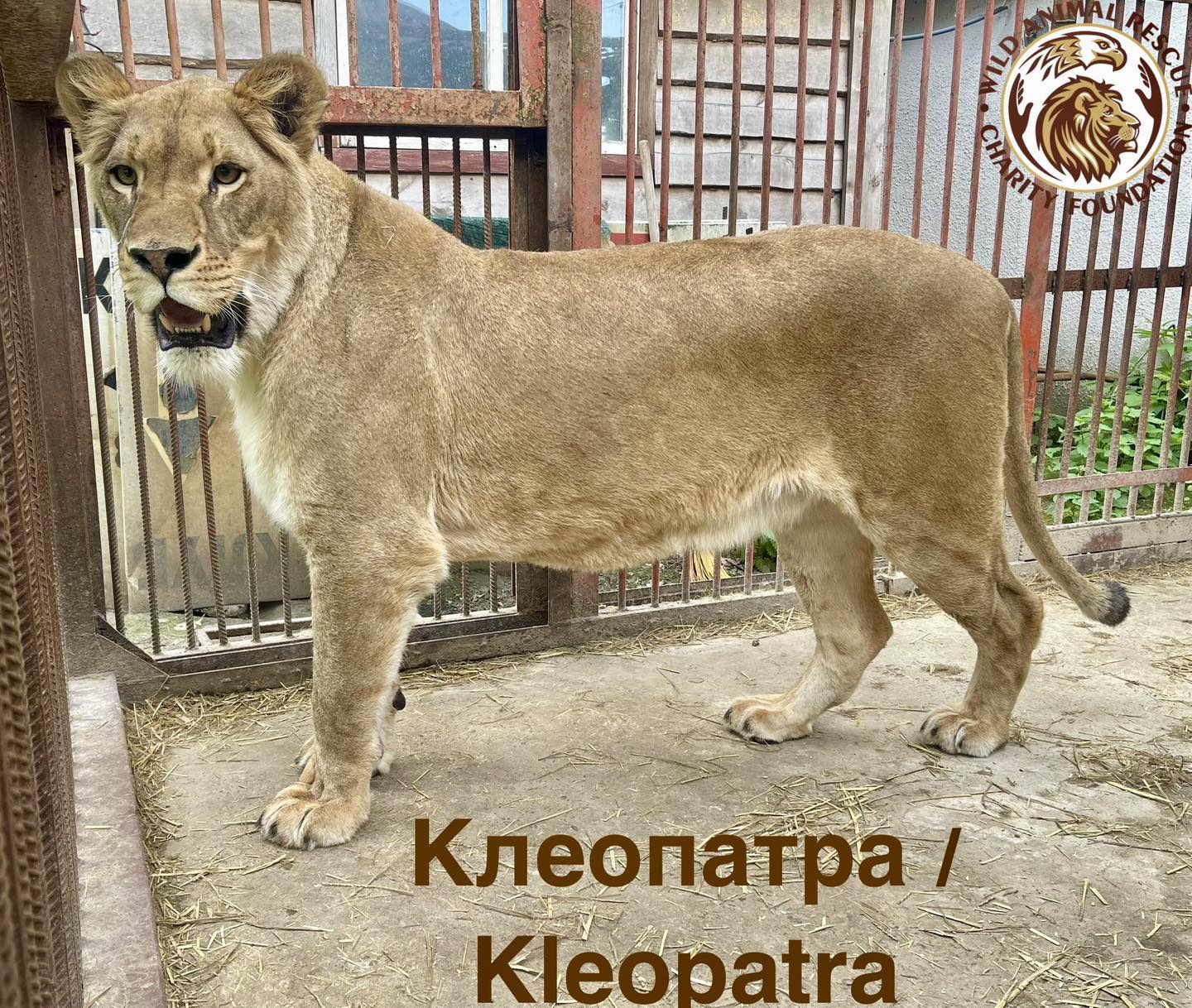 тигри і леви в Києві