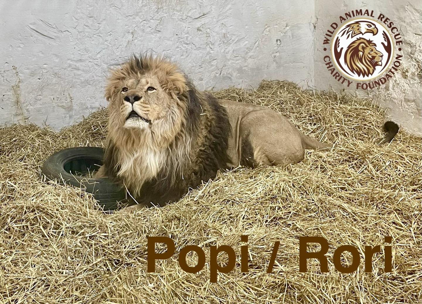 тигри і леви в Києві