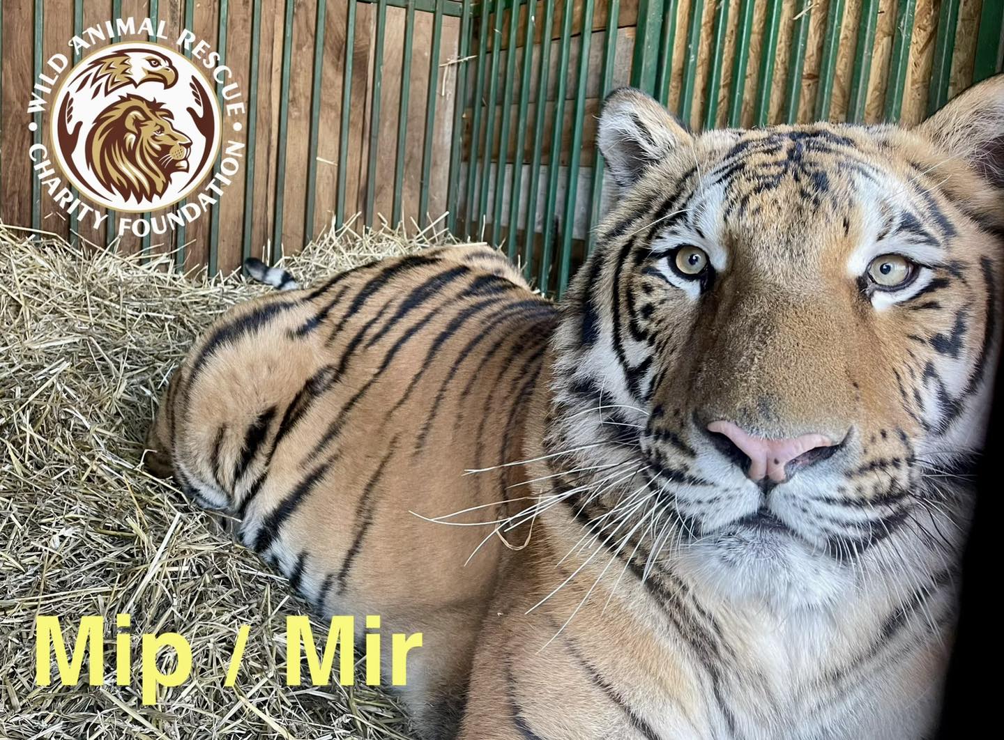 тигри і леви в Києві