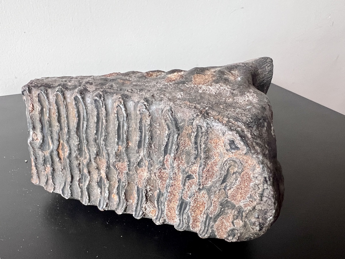 зуб мамонта