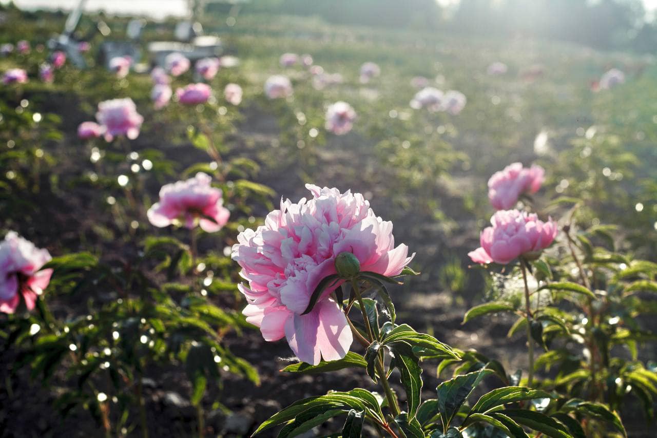 Півонії в Добропарку
