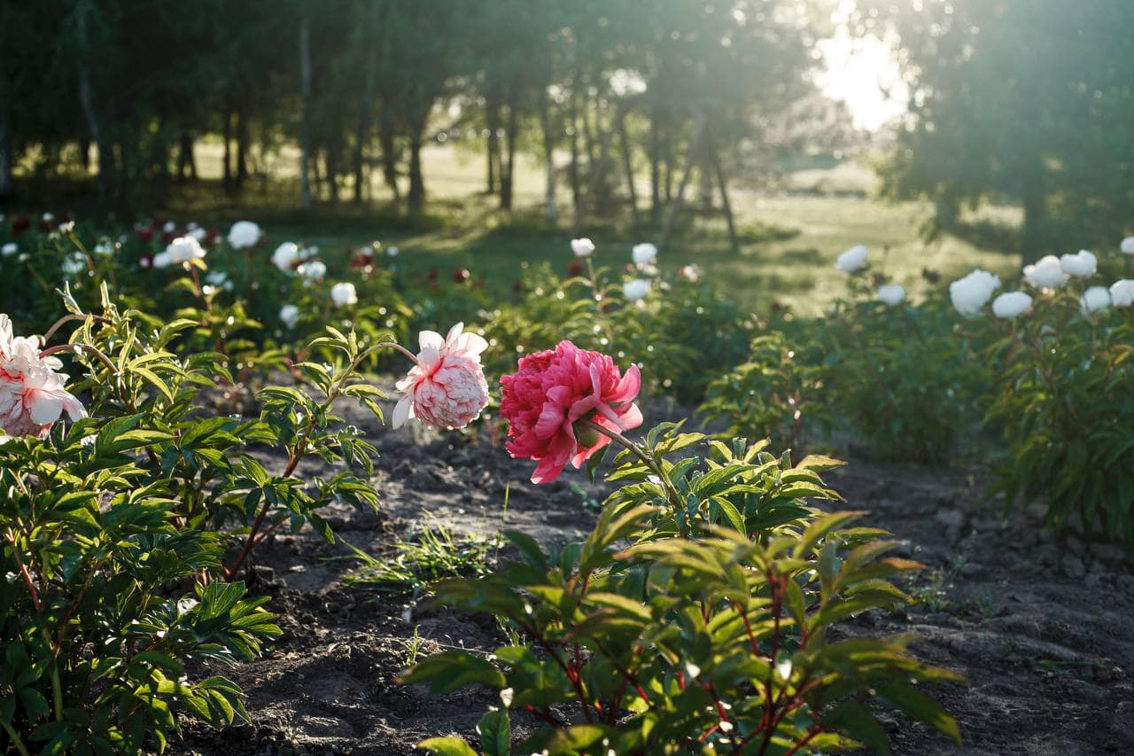 Півонії в Добропарку