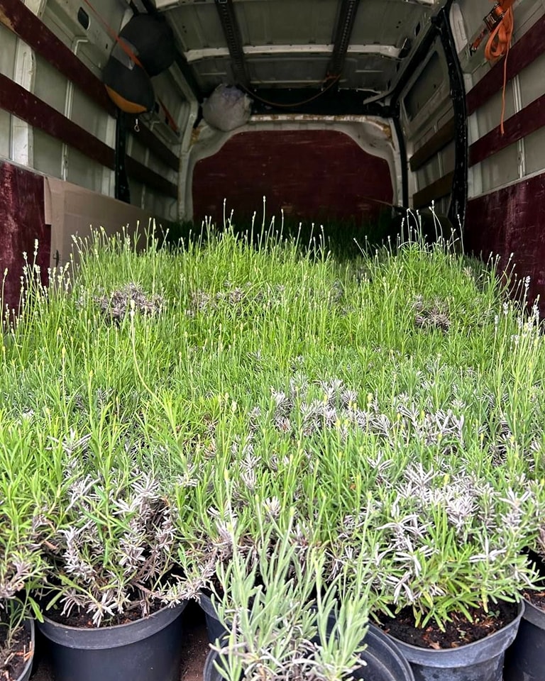 Лаванда на Співочому полі