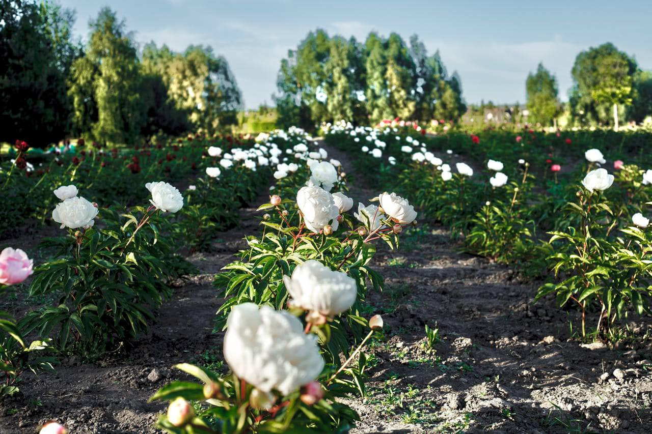 Півонії в Добропарку
