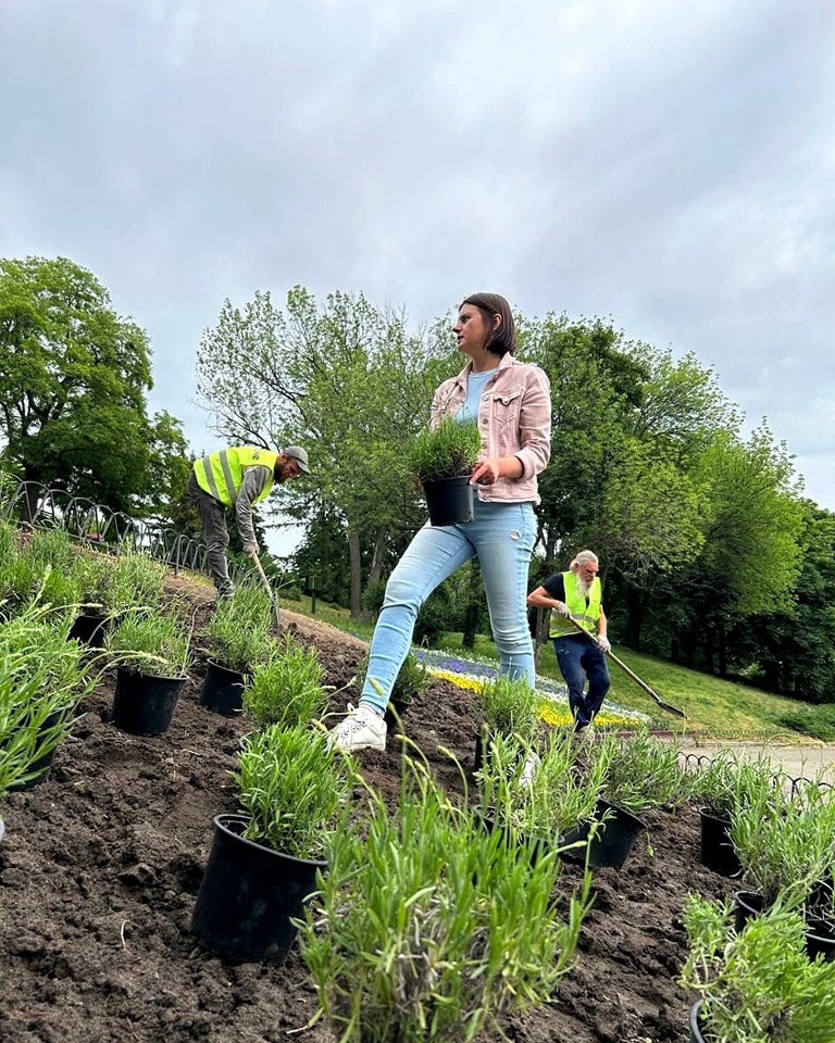 Лаванда на Співочому полі