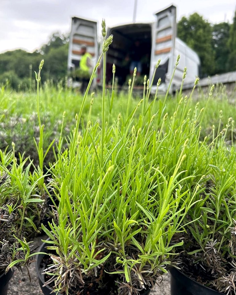 Лаванда на Співочому полі