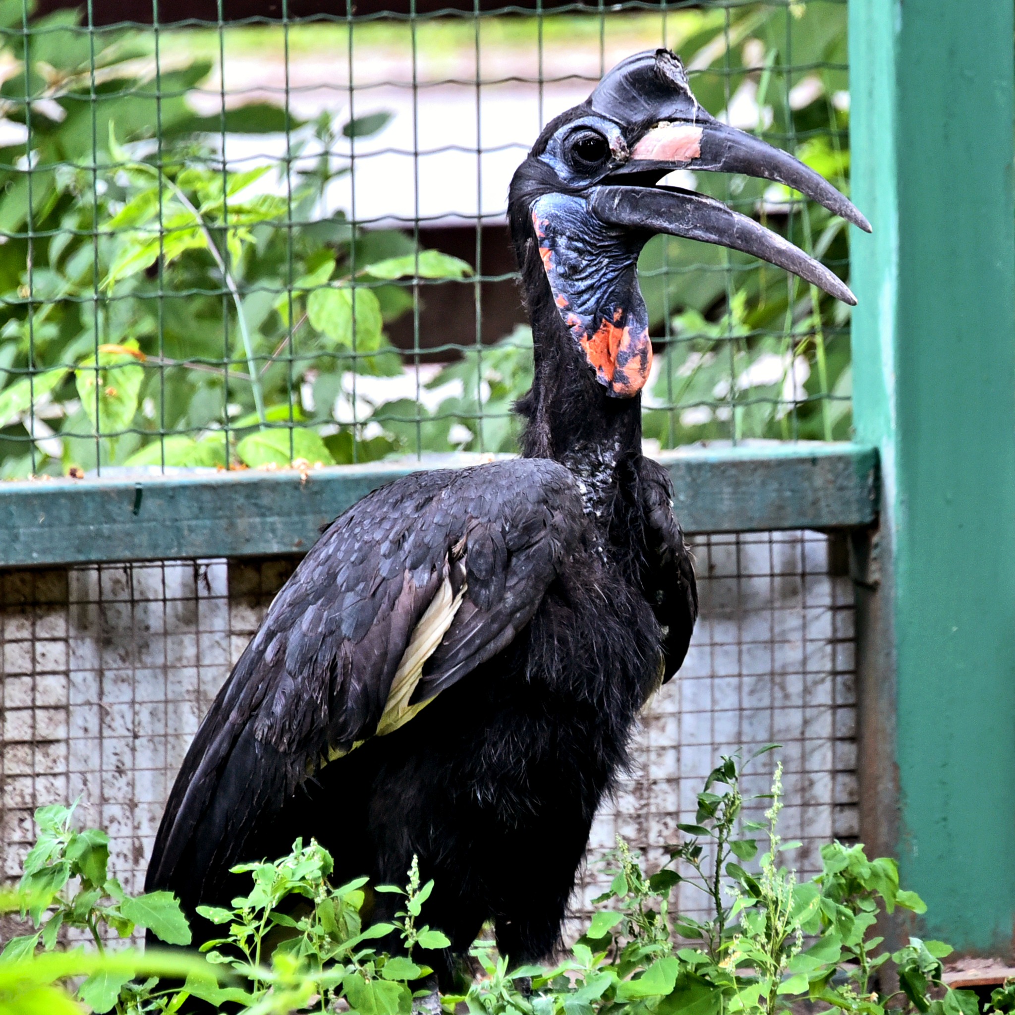 Кромкачі абисінські