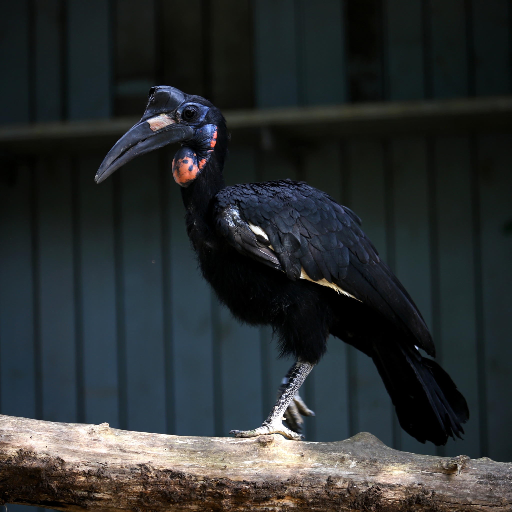 Кромкачі абисінські