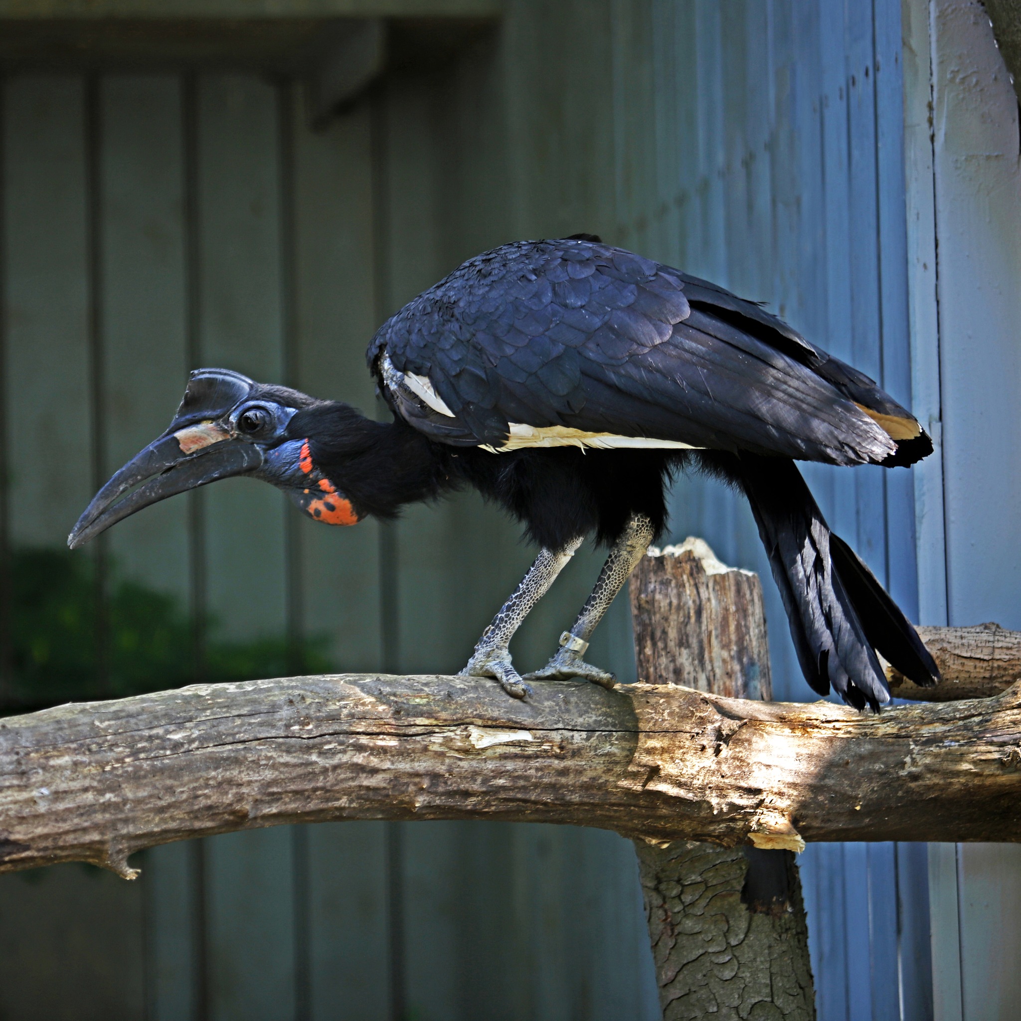 Кромкачі абисінські
