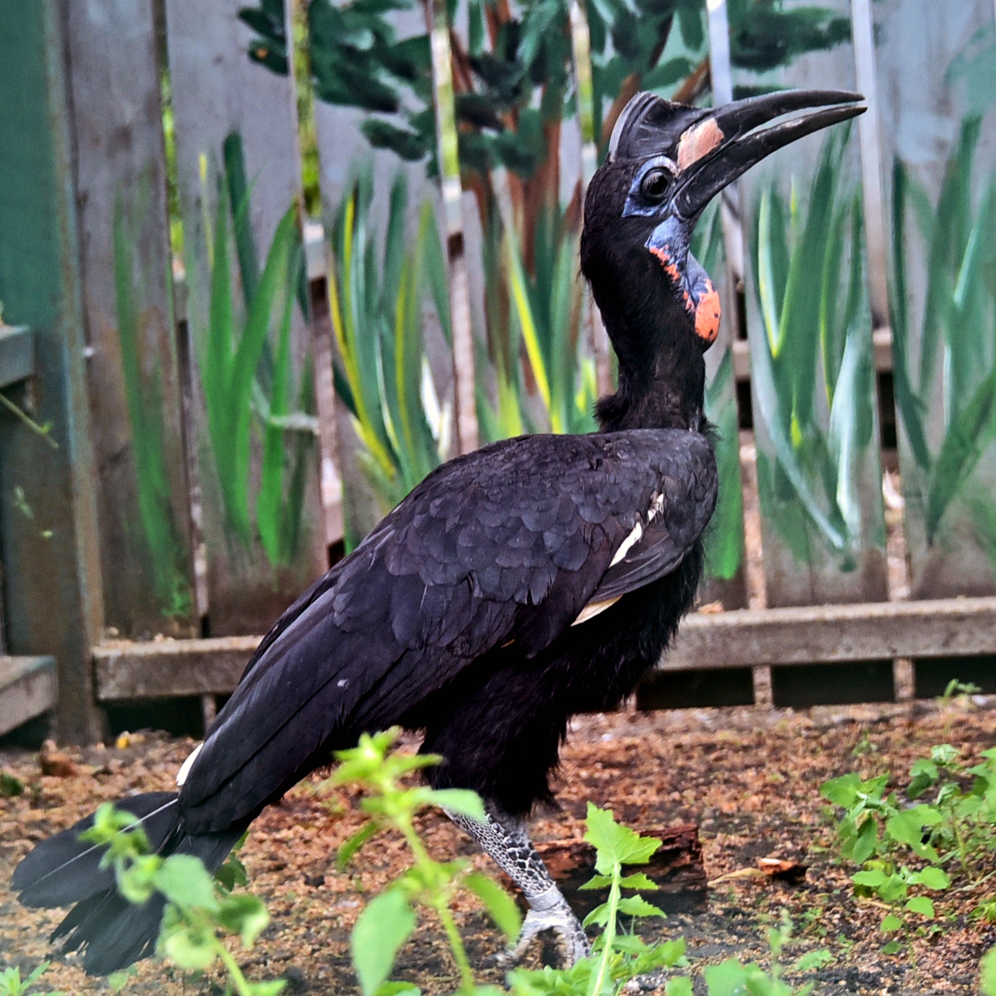 Кромкачі абисінські