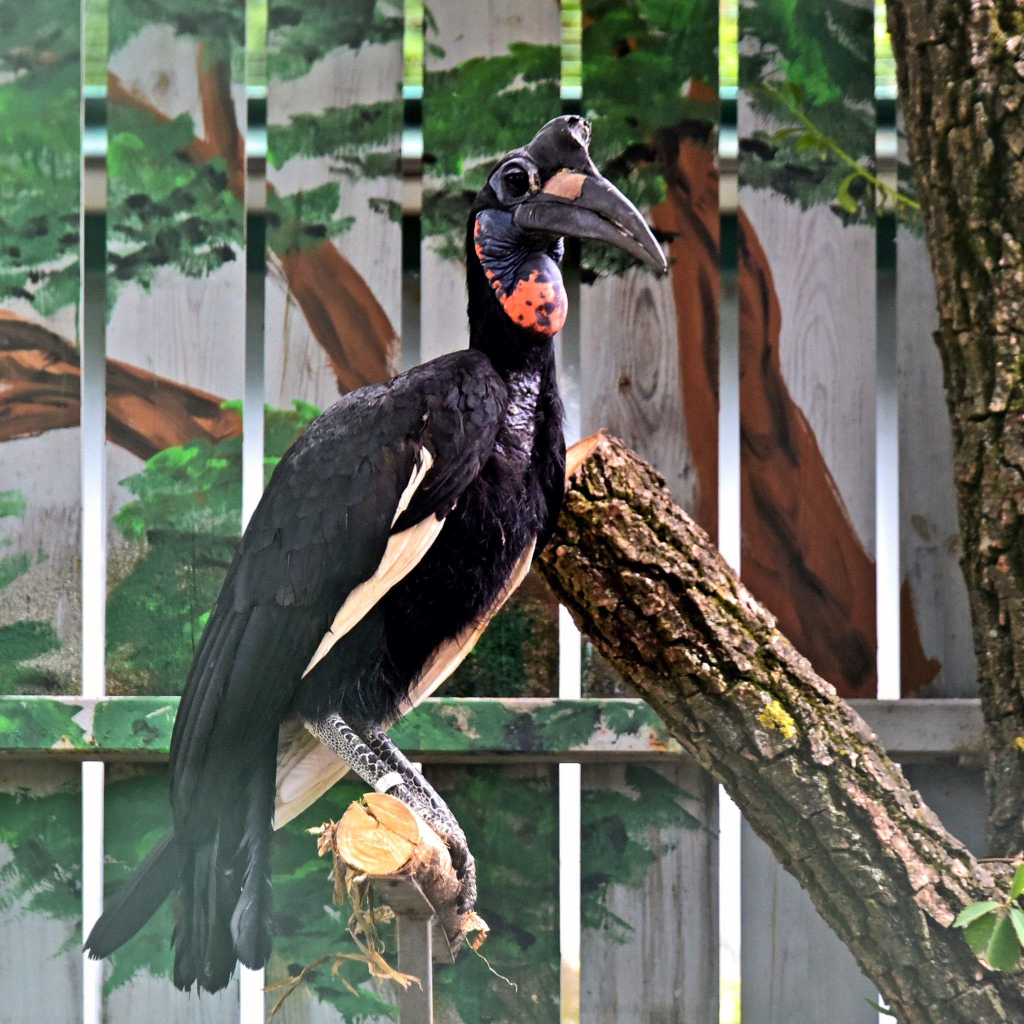 Кромкачі абисінські