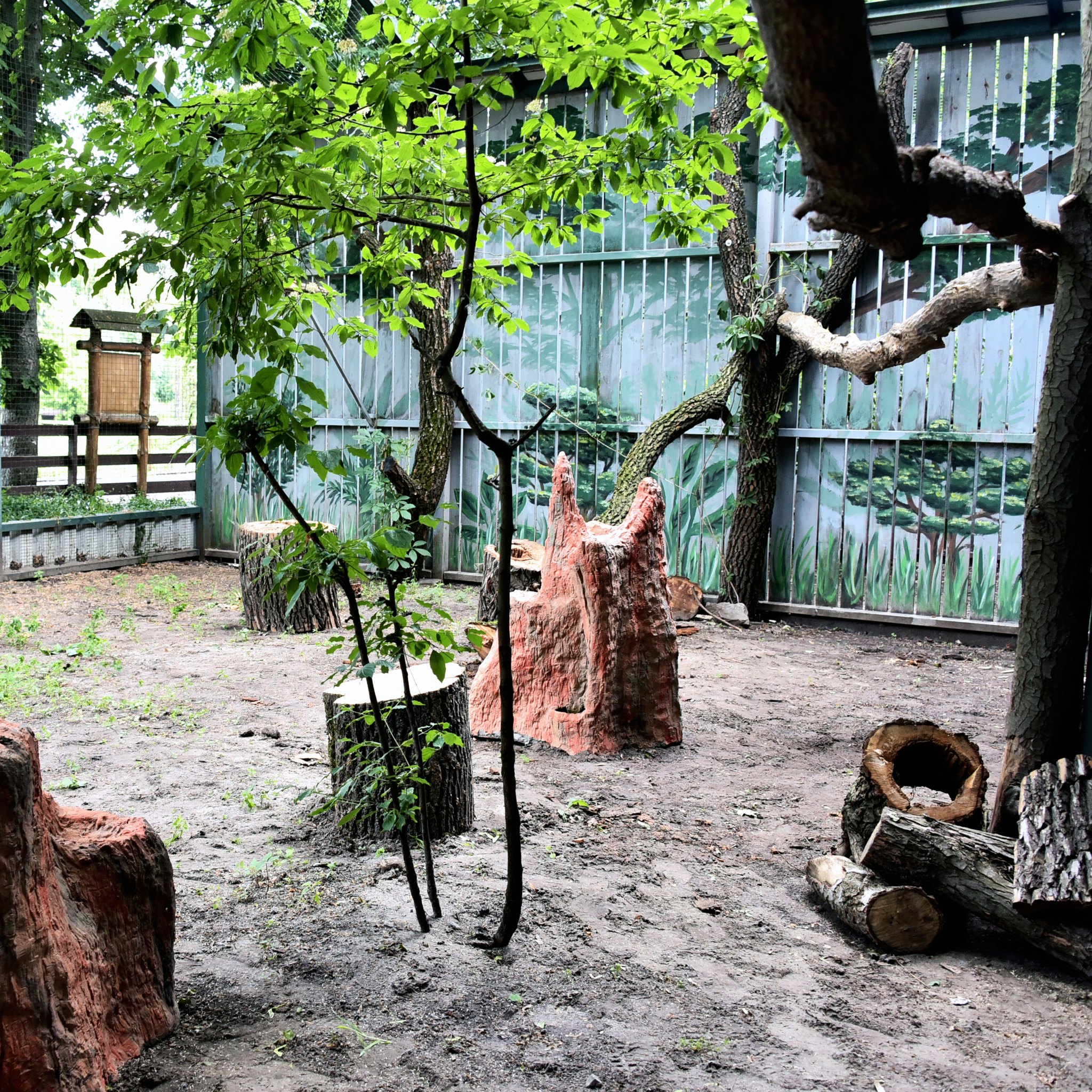 Кромкачі абисінські