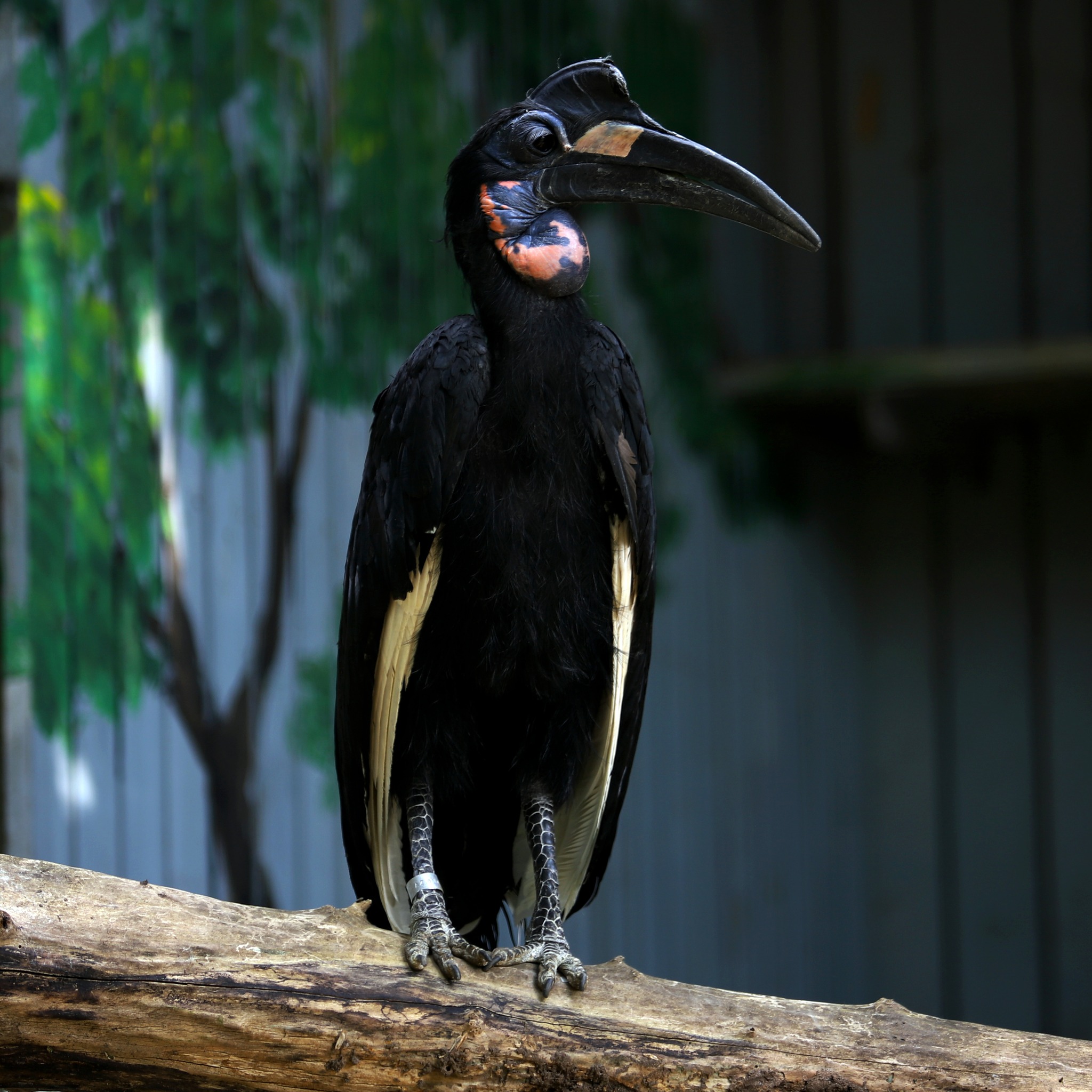 Кромкачі абисінські