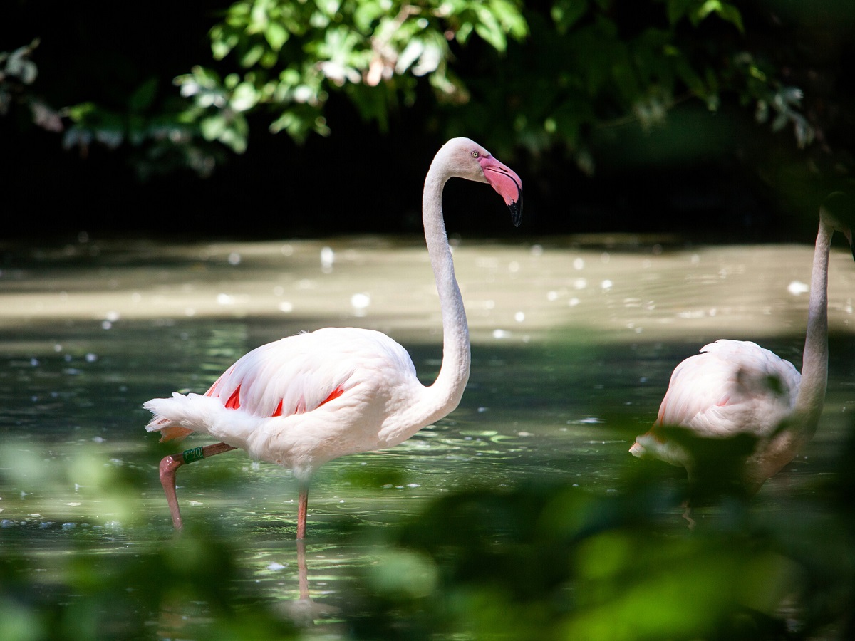 Київський зоопарк