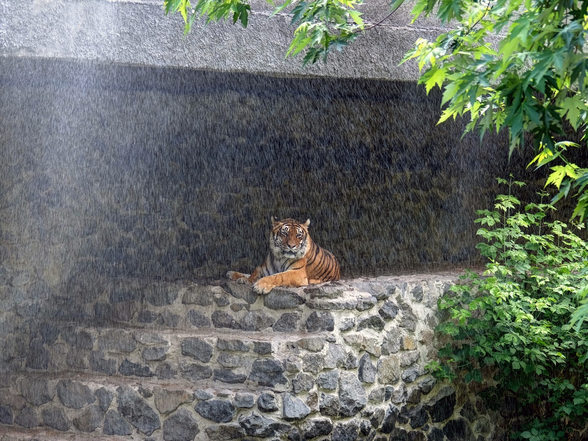 Київський зоопарк