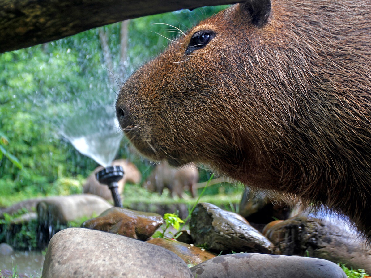 Київський зоопарк