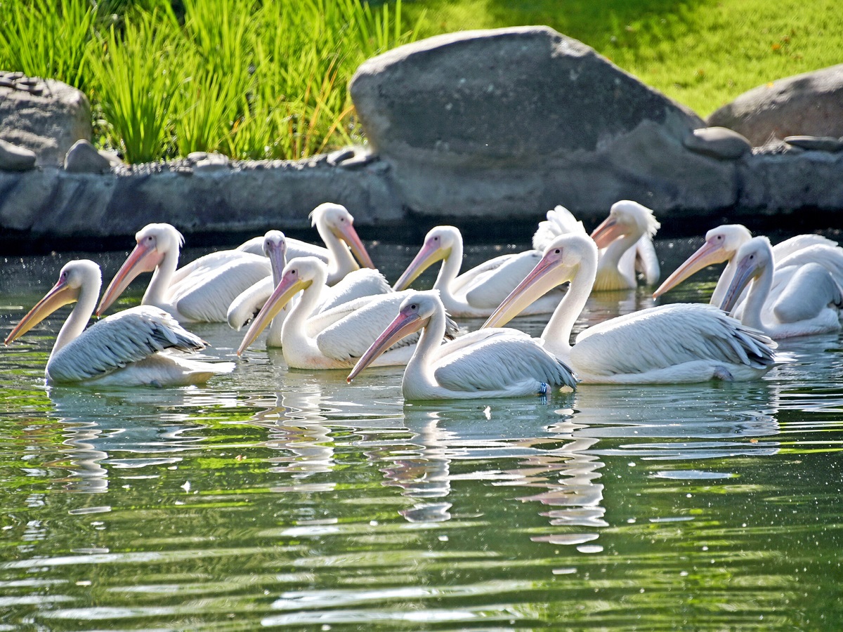 Київський зоопарк