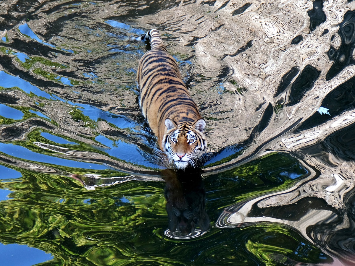 Київський зоопарк